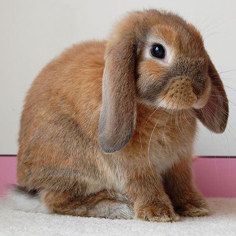 This was what I was hoping to find when I started looking for bunnies for Pinterest. A floppy eared bunny. This is the last bunny that I'm gonna pin, unless I stumble across one that I just can't resist! Mini Lop Rabbit, Lop Eared Bunny, Rabbit Names, Rabbit Breeds, Mini Lop, Pet Rabbit, Exotic Pets, Cute Bunny, Bunny Rabbit