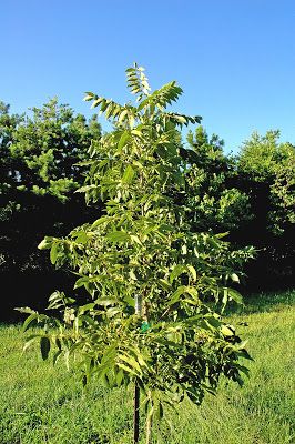 Pecan Trees Landscape, Growing Pecan Trees, Pecan Tree Care, Pecan Farming, Fruit Guild, 6a Gardening, Pecan Orchard, Small Fruit Trees, Pecan Trees