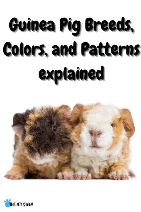 Guinea Pig Breeds, Guinea Pig Breeding, Pig Breeds, Pig Care, Guinea Pig Care, Cute Guinea Pigs, Crazy Quotes, My Pet, Animal Love