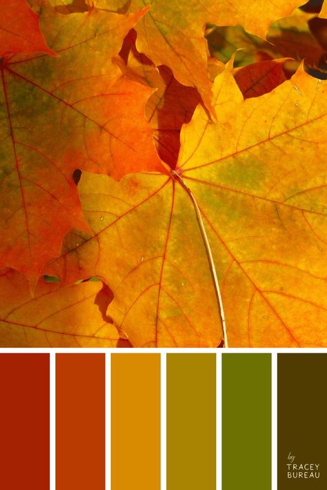 Color Palette Autumn, Palette Autumn, Color Palette From Image, 달력 디자인, Fall Palette, Color Schemes Colour Palettes, Deco Originale, Palette Color, Fall Color Palette