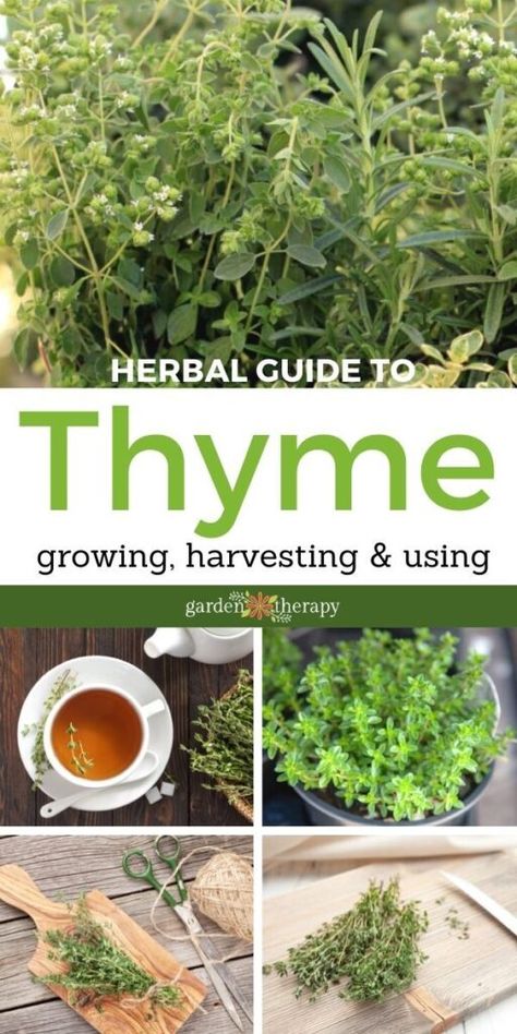 Thyme Benefits, Herbal Guide, Thyme Uses, Mini Homestead, Art Creative Ideas, Growing Thyme, Thyme Plant, Preserving Herbs, Harvesting Herbs