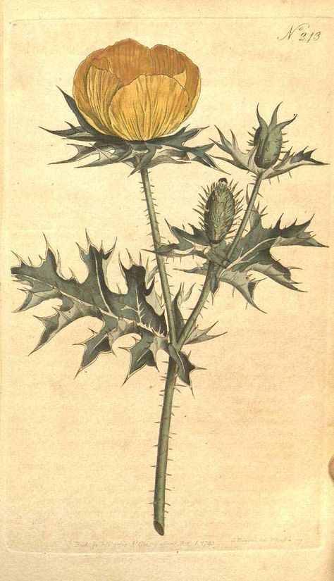 Yellow Flowered Mexican Poppy - Argemone mexicana - circa 1794 Prickly Poppy, Botanical Printables, A4 Poster, Large Picture Frames, Poppy Flower, Botanical Illustration, Botanical Art, Botany, Botanical Prints