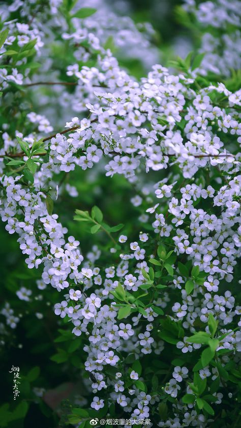 Spirea Flower, Nature Photography Flowers, Flowers Instagram, Lavender Aesthetic, Nothing But Flowers, Cute Flower Wallpapers, Plant Aesthetic, Beautiful Landscape Wallpaper, Beautiful Rose Flowers