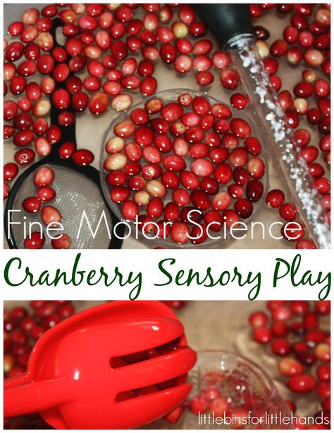 Cranberry science and sensory play with fine motor skills. Perfect Thanksgiving… Thanksgiving Science, Fine Motor Play, Thanksgiving Stem, Thanksgiving Activities Preschool, Cranberry Thanksgiving, Play For Kids, Thanksgiving Activities For Kids, Thanksgiving Preschool, Science Lesson