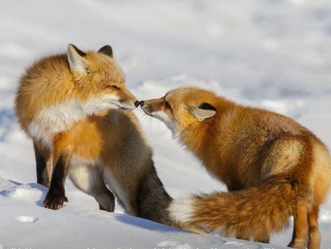 Red Foxes Red Foxes, Fox Pictures, Pet Fox, Silly Animals, Cute Wild Animals, Cute Fox, Cute Animal Pictures, Red Fox, Cute Creatures