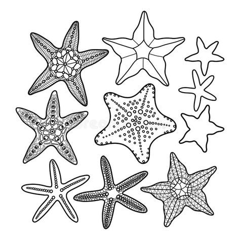 Starfish Vector Stock Illustrations – 52,932 Starfish Vector Stock Illustrations, Vectors & Clipart - Dreamstime - Page 3 Starfish Drawing, Starfish Tattoo, Starfish Art, Line Art Style, Sea Stars, Stella Marina, Fish Drawings, Line Drawings, Creature Drawings