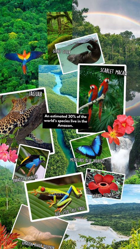 Amazon rainforest #rainforest #tropical #jaguar #macaw #parrot #riverdolphin #southamerica #jungle #giantotter #flower #butterfly #treefrog #frog #bird Corpse Flower, River Dolphin, Red Eyed Tree Frog, Macaw Parrot, Amazon River, Blue Morpho, Flower Butterfly, Amazon Rainforest, Tree Frogs