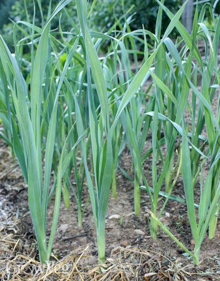 Leek Plant, Growing Leeks, Kitchen Herb Garden, Garden Container, Growing Garlic, Grow Food, Fall Vegetables, Garden Vegetables, Farm Stuff