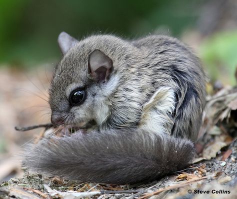 Southern Flying Squirrel, one of two species of the genus Glaucomys, the only flying squirrels found in North America. It is found in deciduous and mixed woods in the eastern half of North America, from southeastern Canada, to Florida, USA. Flying Squirrels, Animal Reference, Flying Squirrel, Wildlife Photos, Animal Sketches, Animal Tshirt, Hamsters, Cute Creatures, Squirrels