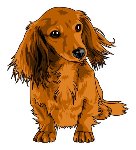 That looks just like my pretty Ginger Lou Arte Dachshund, Dachshund Drawing, Tatoo Dog, Doxie Art, Dachshund Tattoo, Hair Cartoon, Dachshund Art, Long Haired Dachshund, 강아지 그림