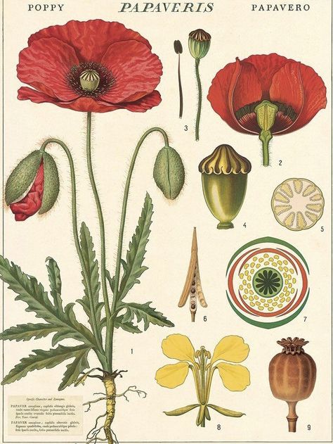 Botany Illustration, Poppies Tattoo, Illustration Botanique, Botanical Illustration Vintage, Scientific Illustration, Botanical Drawings, Drawing Tutorials, Botanical Flowers, Vintage Botanical