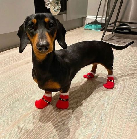 #doglover #dog #puppies Dapple Dachshund, Very Cute Dogs, Weenie Dogs, Silly Dogs, Dachshund Lovers, Dachshund Puppies, Dachshund Puppy, Dachshund Love, Cute Funny Dogs