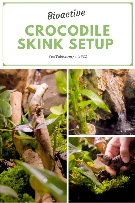 Diy Reptile Waterfall, Reptile Background Diy, Diy Reptile Vines, Crocodile Skink Enclosure, Red Eye Crocodile Skink Enclosure, Red Eyed Crocodile Skink Enclosure, Skink Lizard Habitats, Crocodile Skink, Jurassic Park Reptile Tank