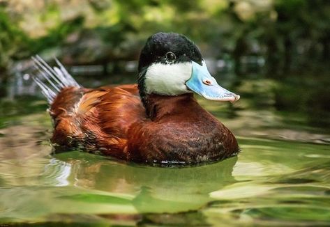 The Ruddy Duck is a small, stout freshwater diving duck with broad, short wings and a narrow, stiff tail. The male ruddy duck has a bright chestnut body, black crown, white cheeks and blue bill. They swim buoyantly, often with the tail cocked up, and can also gradually submerge without diving. They hardly ever leave the water, being very ungainly on land. Its length is 35-43cm and the wingspan 53-62cm. Duck Paintings, Duck Photo, July 14th, Black Crown, Body Black, Cute Wild Animals, Coloring Book Art, Adult Coloring Books, Beautiful Birds