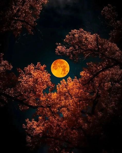 Nature | Travel | Wildlife (@thenature__life) • Fotos e vídeos do Instagram Moon Eclipse Aesthetic, Blood Moon Eclipse, Pretty Flowers Photography, Lightning Photography, Nature Scene Tattoo, Monochrome Painting, Night Sky Photography, Hawaii Wall Art, Fantastic Mr Fox