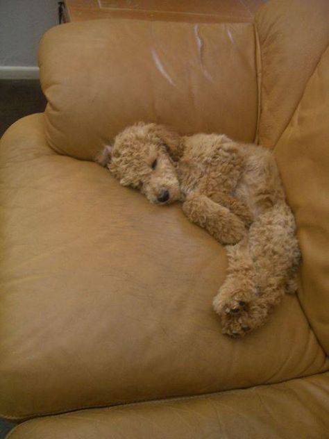 Apricot Standard Poodle Peach Puppy nap. Apricot Standard Poodle, Standard Poodle Puppy, Mini Poodle Puppy, Poodle Puppy Standard, Red Poodles, Poodle Cuts, Maltese Poodle, Poodle Grooming, Toy Poodles