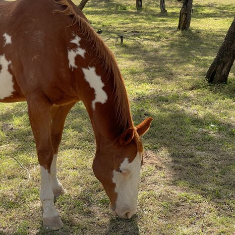 Cowboy Aesthetic, Pixie Hollow, Cowgirl Aesthetic, Horse Aesthetic, Western Aesthetic, Ranch Life, Baby Cowboy, Horse Girl, Horseback Riding