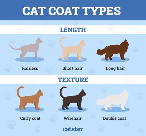 Cat Coat Colors Chart, Different Types Of Cats, Coat Types, Domestic Cat Breeds, Coat Guide, Tonkinese Cat, Tonkinese, Cat Species, Rex Cat