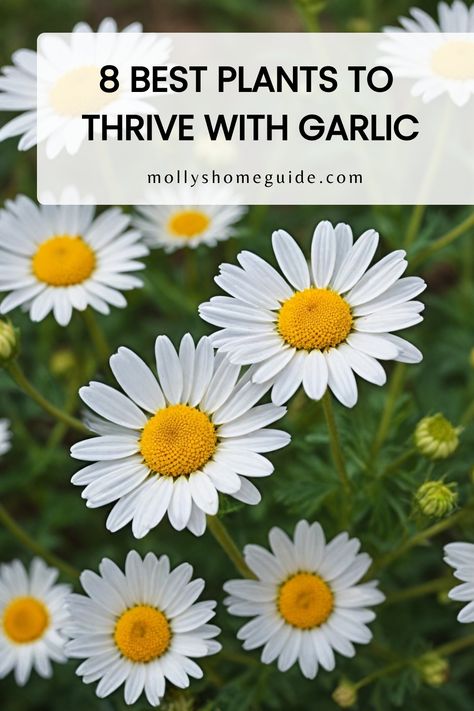 Companion Plants For Garlic, Garlic Companion Plants, Garlic Garden, Best Companion Plants, Garden Companion Planting, Growing Garlic, Japanese Beetles, Plant Help, Companion Plants