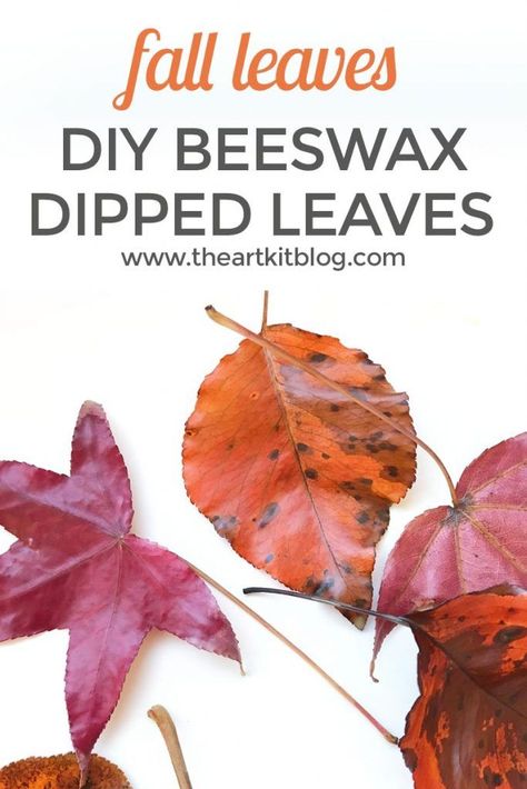 Beeswax Dipped Leaves, Math Wheels, Preserve Leaves, Beeswax Diy, Handprint Tree, One More One Less, Leaves Craft, Diy Giveaway, Pumpkin Math