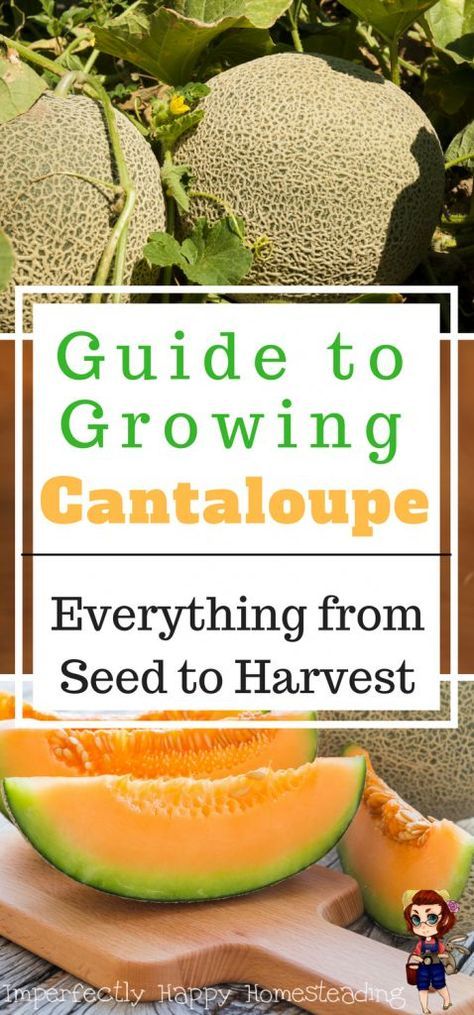 Growing Cantaloupe - a guide for your garden. Everything you need to know from seed to harvest. Organic Pesticide, Backyard Garden Layout, Organic Vegetable Garden, Home Vegetable Garden, Organic Gardening Tips, Growing Fruit, Hydroponic Gardening, Beltane, Fruit Garden