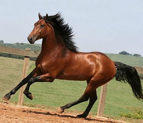 Bronco Horse, Lusitano Stallion, Bay Horses, Beautiful Arabian Horses, Bay Horse, Dressage Horses, Horse Trailers, Horse World, Chestnut Horse