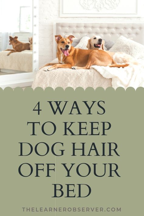 How To Keep Dog Hair Off Bed, Dog Friendly Bedding Ideas, Pet Friendly Bedding Ideas, How To Keep Dog Hair Under Control, Dog Friendly Master Bedding, Pet Friendly Bedding, Short Dog, Hair Issues, Pet Hair Removal