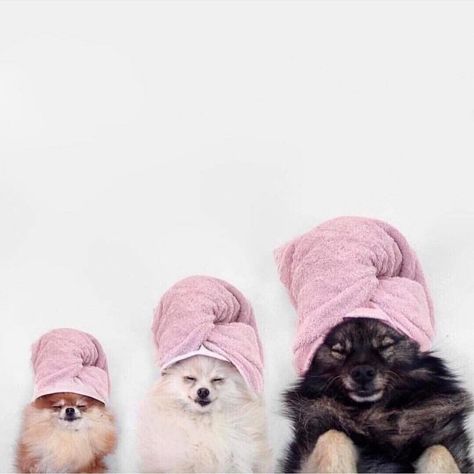 The fam tonight after a full day of fresh air. 😴 We hope you had a relaxing #MemorialDay hairdressers! #KadusProfessional 📸: @instylemagazine Pet Spa, Happy Memorial Day, Pet Grooming, Veterinarian, 귀여운 동물, Spa Day, Dog Grooming, Pet Shop, Pet Care