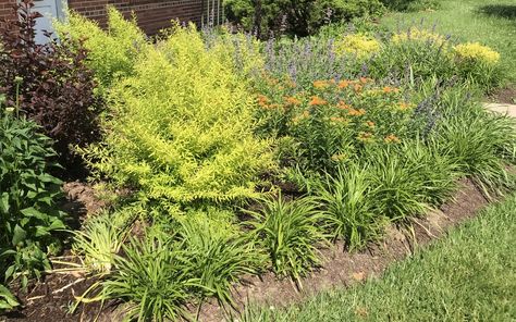 What to Plant Along Sidewalks and Edges of Borders? Border Plants, Evergreen Plants, Daylilies, Design Advice, Mulch, Cool Plants, Horticulture, Business Office, Perennials