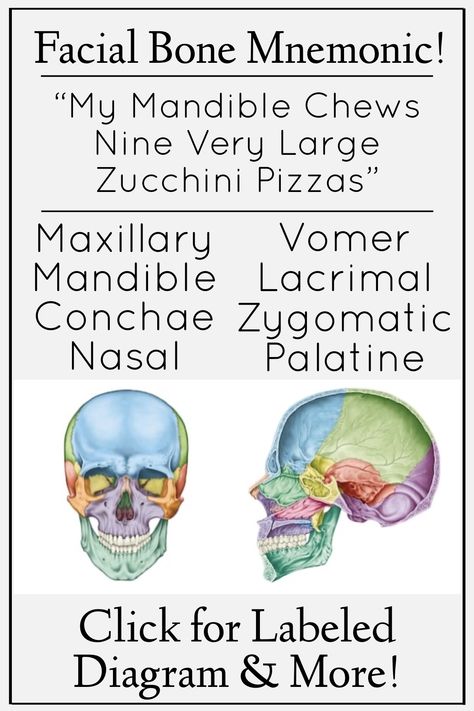 Anatomy And Physiology Mnemonics, Skull Bones Anatomy Study, Cranial Bones Anatomy, Ossification Of Bones, Facial Bones Anatomy, Skull Bones Anatomy Notes, Skull Xray Anatomy, Medical Mnemonics Anatomy, Bones Of The Body Anatomy