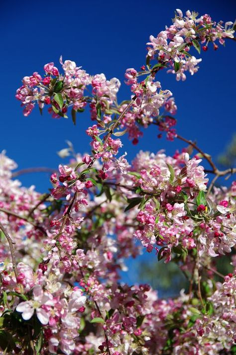 Weeping crab apple tree in blossom in springtime Apple Tree Tattoo, Gardening Layout, Crab Apple Tree, Villa Courtyard, Garden Ideas To Make, Crabapple Tree, Garden Ideas Cheap, Budget Garden, Thriving Garden