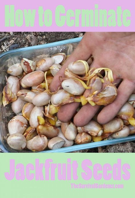 Jackfruit Plant, Jackfruit Seeds, Seed Germination, Fruit Seeds, City Garden, Edible Plants, Growing Food, Garden Styles, Green Thumb