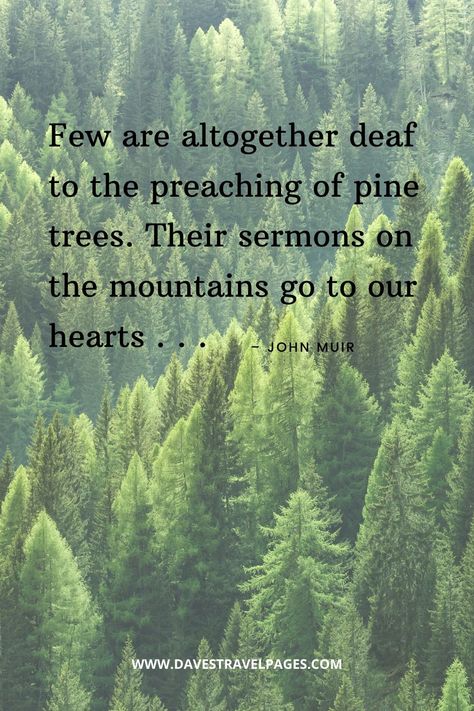 Wilderness Quotes, Nature Quotes Inspirational, New Adventure Quotes, Inspiring Sayings, Nature Quotes Adventure, John Muir Quotes, Tree Quotes, Sayings And Quotes, Nature Words