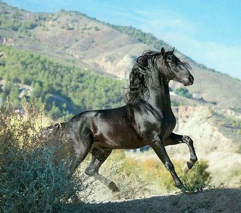 Mustang Horse, Black Stallion, Andalusian Horse, Black Horses, Wild Mustangs, Appaloosa Horses, Majestic Horse, All The Pretty Horses, Equine Photography