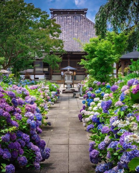 Hydrangea Japanese Garden, Japanese Hydrangea, Japan Hydrangea, Japanese Holidays, Gunma, Hydrangea Garden, Visit Japan, Japanese Aesthetic, Perfect Garden