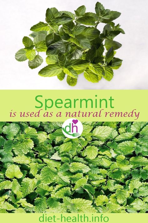 How To Dry Spearmint Leaves, Recipes With Spearmint Leaves, Spearmint Leaves Uses, How To Use Spearmint Leaves, What To Do With Spearmint Leaves, Fresh Spearmint Uses, Spearmint Tincture, Spearmint Uses, Spearmint Benefits