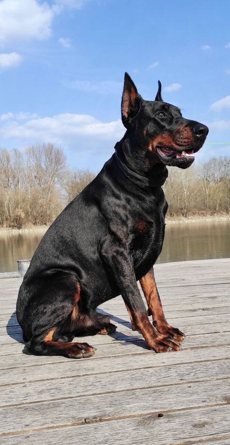 Jarman Safed Dog, European Doberman, Puppy Fever, Doberman Dogs, 7th Grade, Doberman, Beautiful Dogs, Dog Breeds, Dogs And Puppies