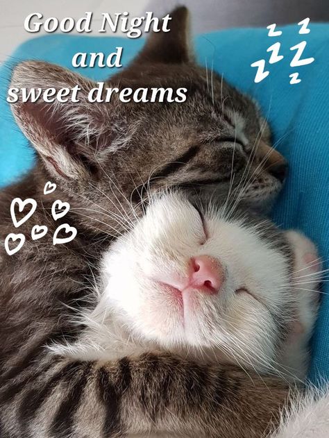 Good Night Hug, Cute Cat Quotes, Good Night Cat, Good Night Funny, Morning Cat, Good Morning Funny Pictures, Dream's Cat, Cute Good Night, Slaap Lekker