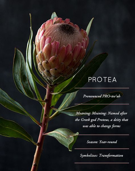 Design Sponge–Flower Glossary: Protea Protea Flower, Flower Guide, Flower Meanings, Flower Names, Language Of Flowers, Design Sponge, Arte Floral, Exotic Flowers, Types Of Flowers