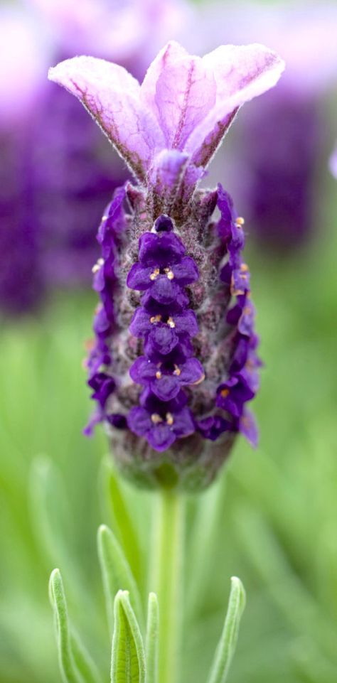 Lavandula Stoechas, Lavender Cottage, French Lavender, English Garden, Cottage Garden, Lilac, Lavender, Cottage, Plants