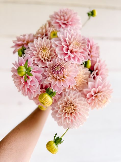 Pink Dahlia, Fall Bulbs, Ombre Pink, Fresh Cut Flowers, Pink Blush, Flower Farm, Pink Ombre, Fall Shopping, Holiday Wreaths