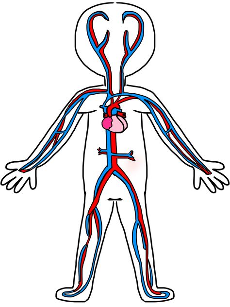 . Cardiovascular System Drawing, Circulatory System Drawing, Circulatory System For Kids, Human Body Crafts, Png Pic, Muscle Diagram, Animal Life Cycles, Drawing Kids, Drawing Template