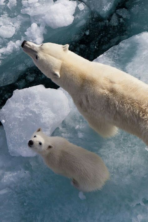 Que beleza Love Bear, Polar Bears, Animal Planet, Animal Photo, Nature Animals, 귀여운 동물, Animals Friends, Beautiful Creatures, Looking Up