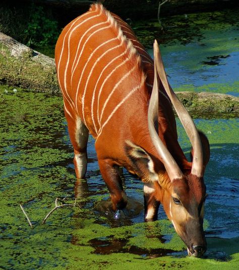 Horned Animals, African Forest, Colourful Animals, Animals With Horns, Regard Animal, Wild Kingdom, Interesting Animals, Mule Deer, Rare Animals