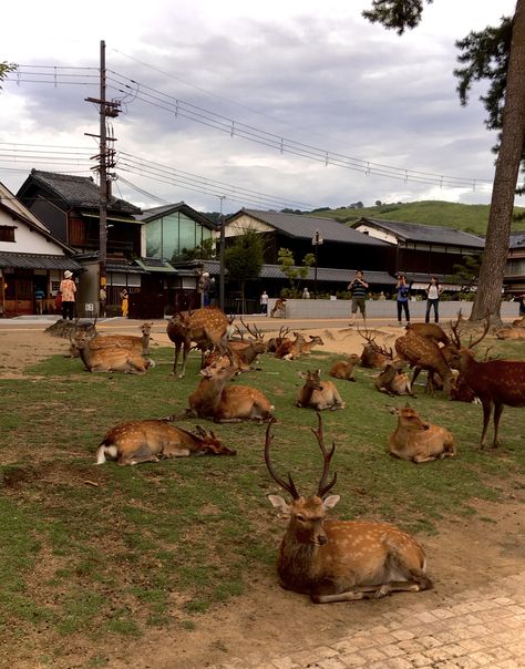 nara park, japan Nara Park Japan, Japan Nara, Nara Park, Nara Japan, Japan Trip, Pretty Places, Nara, Japan Travel, Travel Destinations