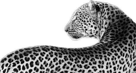 Clear Computer Wallpaper, Black Panther Wallpaper Laptop, Horizontal Wallpaper Quotes, Cheetah Wallpaper Laptop, Black And White Ipad Aesthetic, Leopard Print Background Laptop, Wallpaper Computer Y2k, Leopard Wallpaper Laptop, Leopard Desktop Wallpaper