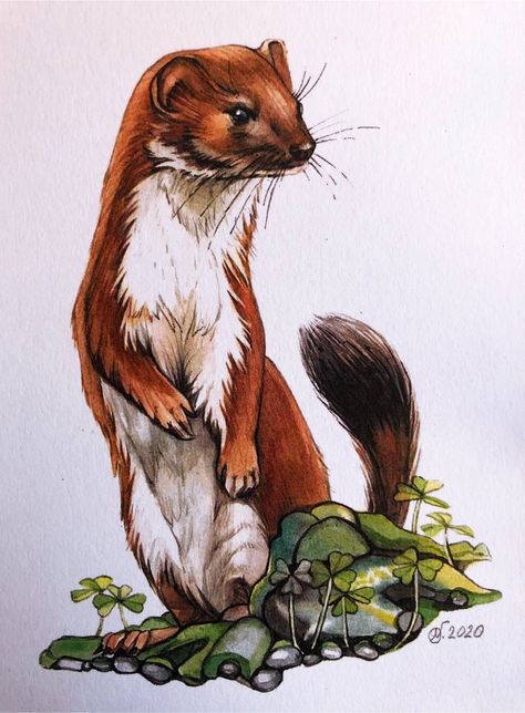 Weasel Tattoo, Weasel Illustration, Weasel Drawing, Weasel Art, Ferret Art, Pine Marten, Fungi Art, Woodland Animal Art, Octopus Wall Art