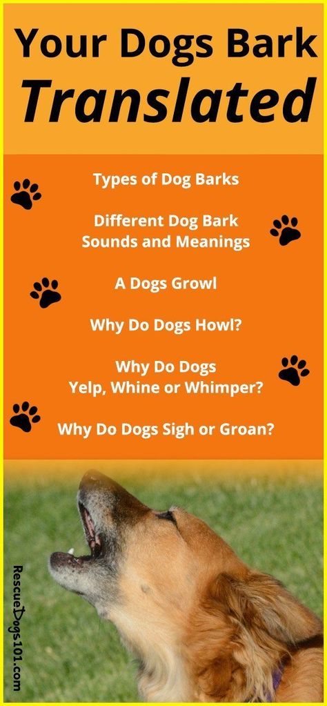 A dogs bark can tell you a lot about his personality! The type of bark can tell us if they are afraid, sad, happy or even hurt. Learn how to communicate with your dog... #dog #bodylanguage #dogbark #dogbehavior #rescuedogs101 via @rescuedogs101 Dog Growling, Dog Bark, Dog Minding, Easiest Dogs To Train, Dog Whisperer, Pack Leader, Dog Info, Fun Dog, Types Of Dogs