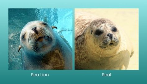 Sea Lion vs. Seal: What’s the Difference? Check more at https://artfulbracelets.com/sea-lion-vs-seal-whats-the-difference/ Embrace Art, Sea Lion, Lion, Art