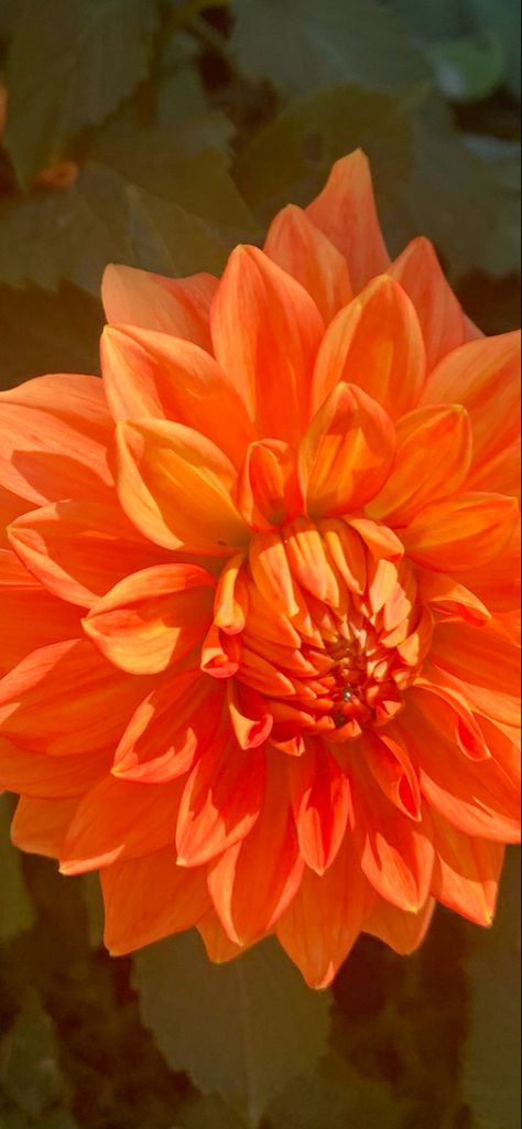 Dahlia Orange, Dahlias Flower, Orange Dahlia, Orange Paint, Original Characters, Color Wheel, Orange Flowers, Pretty Flowers, Yellow Flowers